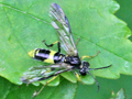 Tenthredo temula